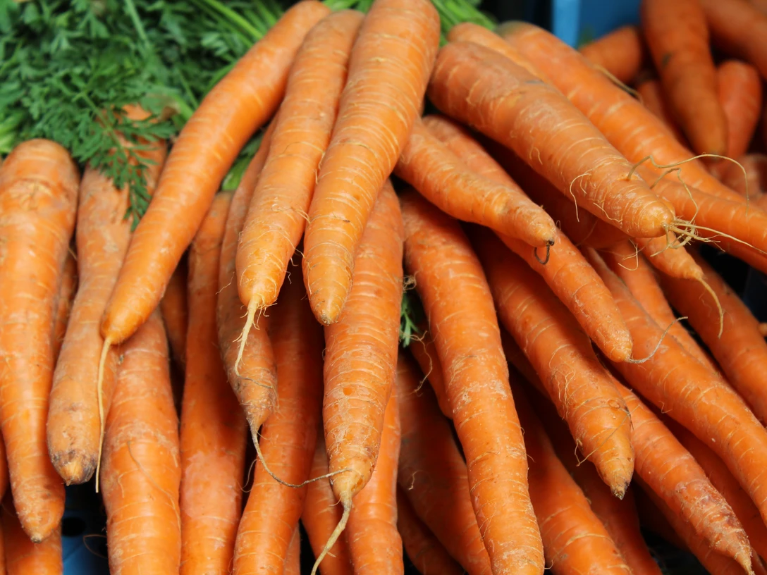Wochenmarkt Windheim Frische Karotten in sattem Orange liegen dicht beieinander und leuchten im natürlichen Tageslicht.