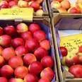 Wochenmarkt Petershagen Frische und leuchtend rote Äpfel in Holzkisten, arrangiert auf dem Wochenmarkt in Petershagen.