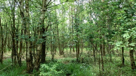 Naturschutzgebiet Hemelsmoor Naturschutzgebiet Hemelsmoor