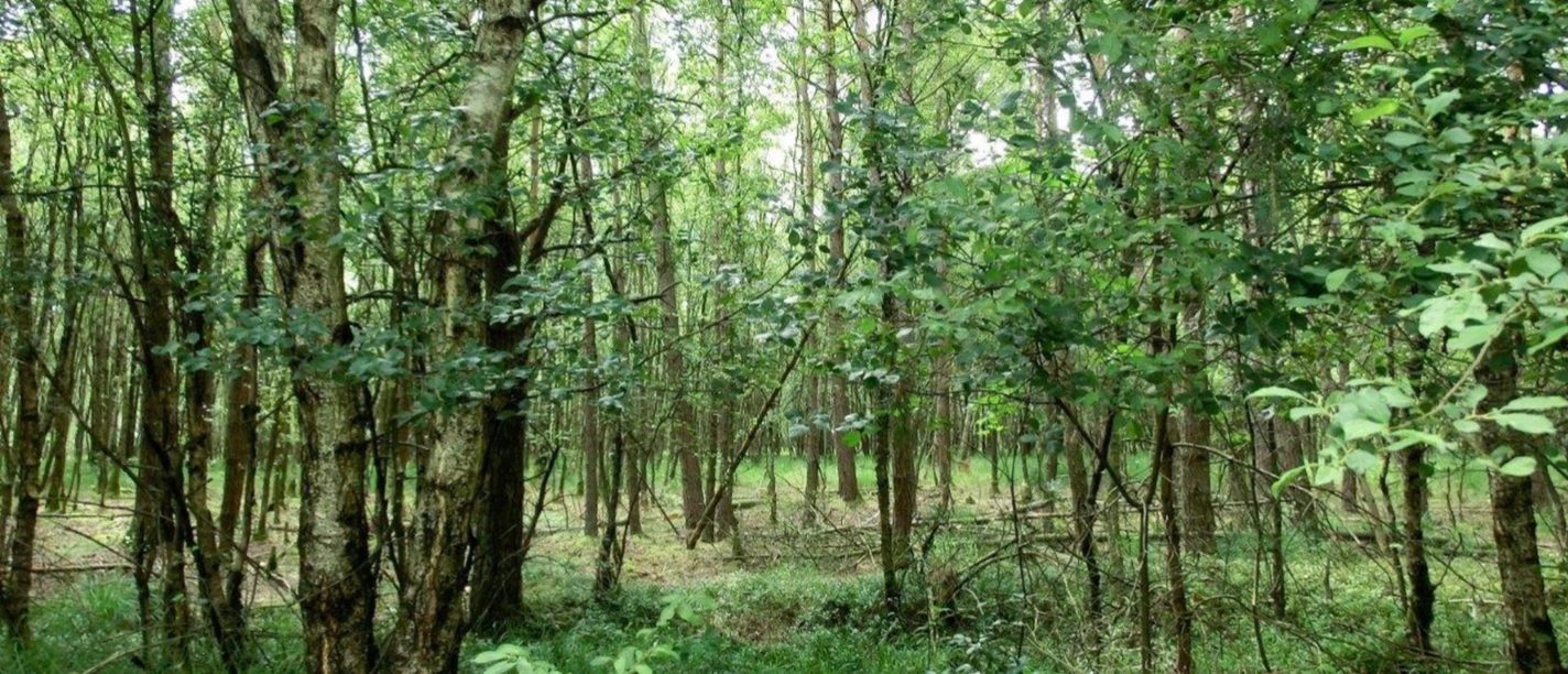 Naturschutzgebiet Hemelsmoor Naturschutzgebiet Hemelsmoor