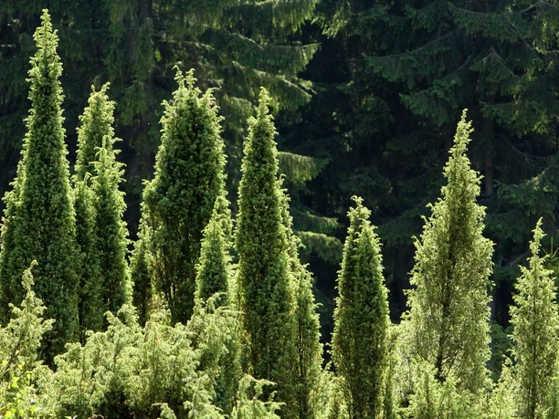 Wacholderheide Immergrüne Nadelbäume in einem dichten Wald bei Sonnenschein, mit einem tiefen Waldhintergrund.