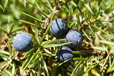 Wacholderheide <p>Nahaufnahme von reifen, dunkelblauen Wacholderbeeren zwischen schmalen grünen Nadeln.</p>