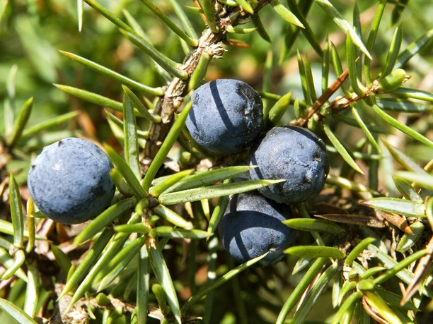 Wacholderheide <p>Nahaufnahme von reifen, dunkelblauen Wacholderbeeren zwischen schmalen grünen Nadeln.</p>