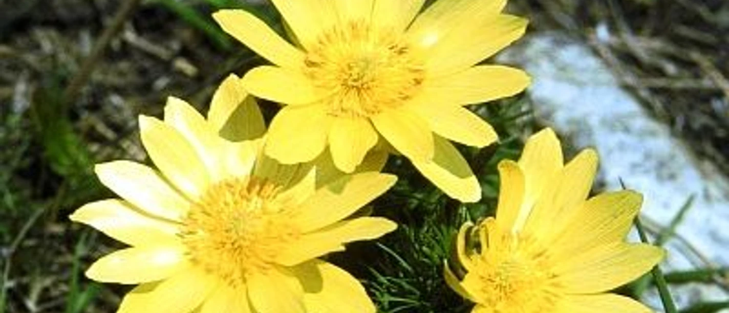 Adonisröschen_Kleiner Fallstein.jpeg