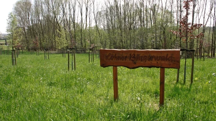 Löhner Bürgerwald Holztafel im Vordergrund auf einer grünen Wiese, umgeben von jungen Bäumen im Löhner Bürgerwald.