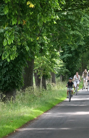 Radfahrer und Fußgänger genießen eine von großen Bäumen gesäumte Allee bei sonnigem Wetter.