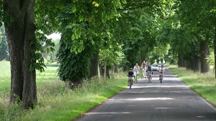 Ulenburger Allee Radfahrer und Fußgänger genießen eine von großen Bäumen gesäumte Allee bei sonnigem Wetter.