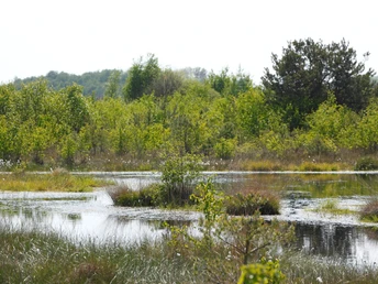 Naturlandschaft im Neustädter Moor