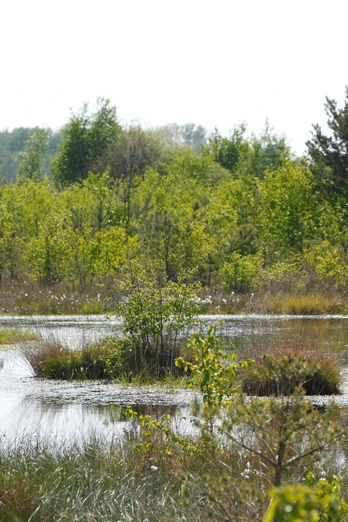 Naturlandschaft im Neustädter Moor
