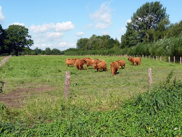 Highland-Rinder grasen entspannt auf einer eingezäunten Weide im Naturschutzgebiet Elseaue.