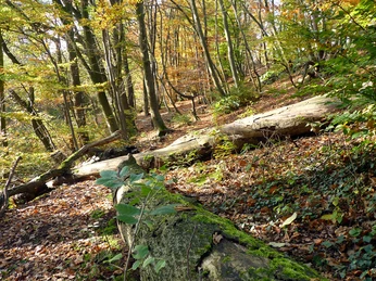 Buchenwald im Sudbachtal mit Moos bewachsenen, umgestürzten Bäumen und herbstlich buntem Laub.