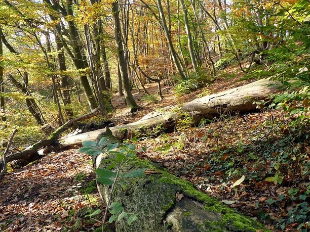NSG Sudbachtal Buchenwald Buchenwald im Sudbachtal mit Moos bewachsenen, umgestürzten Bäumen und herbstlich buntem Laub.