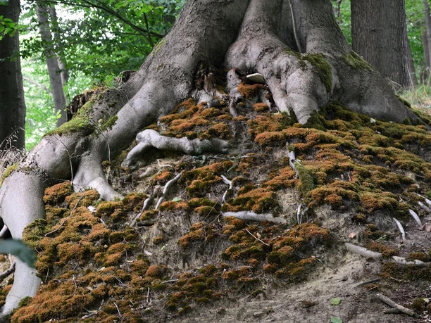 Eine mächtige Baumwurzel erstreckt sich über mit Moos bedeckten Waldboden im Naturschutzgebiet Turenbusch.