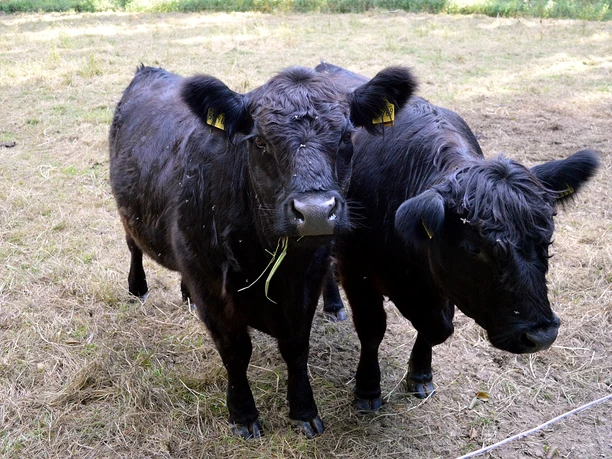 Zwei schwarze Rinder mit gelben Ohrmarken stehen auf einer Wiese im Naturschutzgebiet Turenbusch.