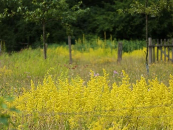 Eine blühende Wiese voller gelber Wildblumen vor einem Holzzaun und grünen Bäumen im Hintergrund.
