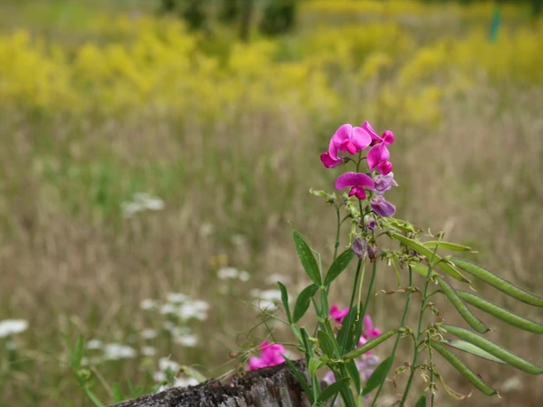 Streuobstwiese in Verl Wilde rosa Blumen blühen auf einer Wiese mit gelbem und grünem Hintergrund im Sommer.