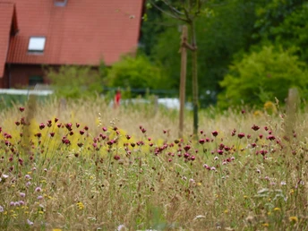 Wiese mit bunten Wildblumen im Vordergrund, im Hintergrund ein rotes Haus mit rotem Ziegeldach.