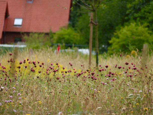 Buntes Blumenmeer an der Streuobstwiese Wiese mit bunten Wildblumen im Vordergrund, im Hintergrund ein rotes Haus mit rotem Ziegeldach.