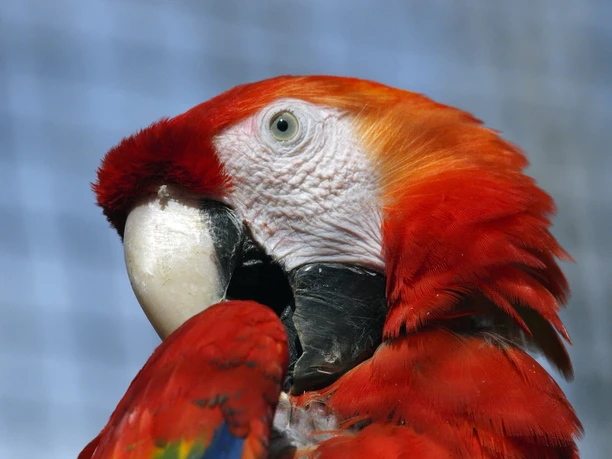 Hellroter Ara Hellroter Ara