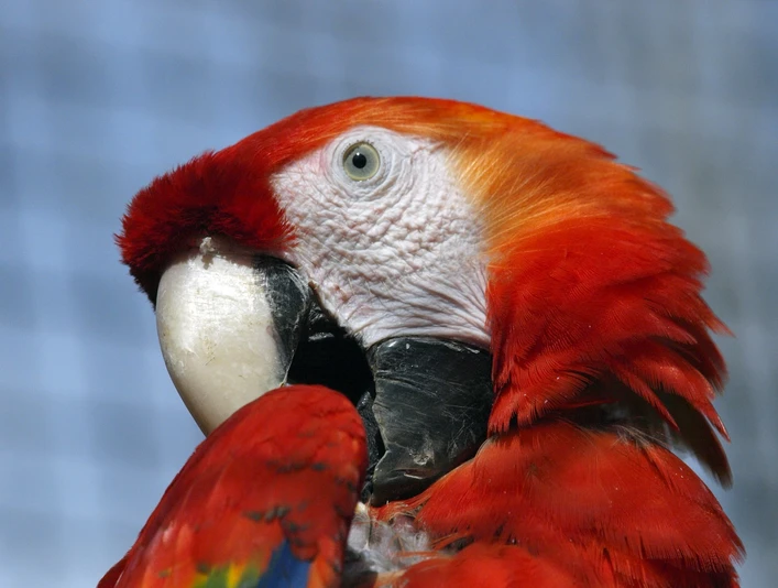 Hellroter Ara Hellroter Ara