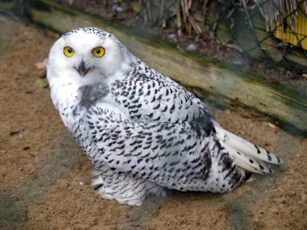 Schnee-Eule Schnee-Eule