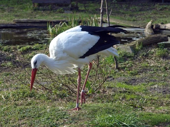 Weißstorch Weißstorch