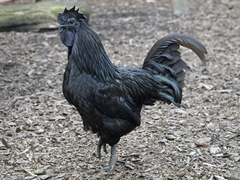 Ayam Cemani Hahn Ayam Cemani Hahn