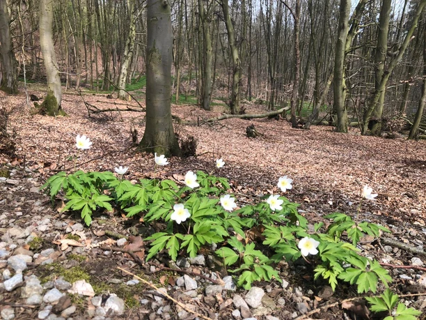 Bergkirchen - Lutternsche Egge (c) Klaudia Schneider
