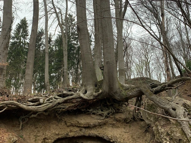 Zwergenhöhle Bergisch Gladbach Beeindruckende Wurzeln eines Baumes über einem erodierten Hang, umgeben von Waldbäumen, im Herbst.