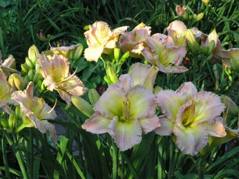 Mavis Gift Mavis Gift