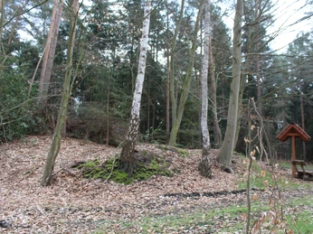 Laubbedeckter Waldpfad mit Birken und einem hölzernen Unterstand, umgeben von hohen Bäumen.