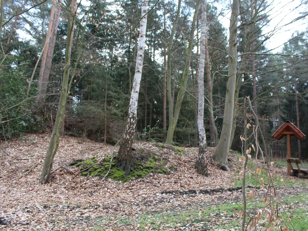 Brunsburg Laubbedeckter Waldpfad mit Birken und einem hölzernen Unterstand, umgeben von hohen Bäumen.