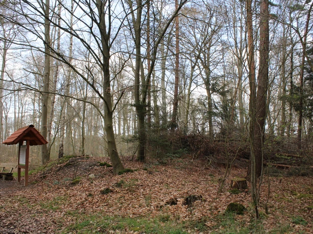 Laubwaldweg mit Sitzbank und überdachtem Holzschild, umgeben von hohen, kahlen Bäumen im Frühling.