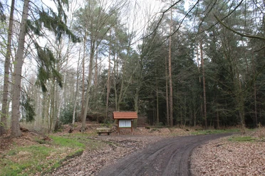 Brunsburg Ein Waldweg mit Informationsschild und Sitzbank, umgeben von hohen Kiefern und Laubbäumen.