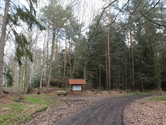Brunsburg Ein Waldweg mit Informationsschild und Sitzbank, umgeben von hohen Kiefern und Laubbäumen.