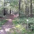 Verler Kirchwege Ein schmaler Waldpfad führt durch einen dichten Laubwald, flankiert von einem Gedenkstein am Wegesrand.