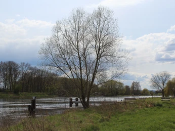 Schiffsanleger Heisterholz Flussufer mit kahlen Bäumen, stille Gewässer und ein hölzerner Bootsanleger in ruhiger Landschaft.