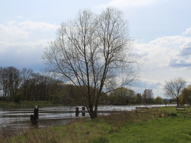 Schiffsanleger Heisterholz Flussufer mit kahlen Bäumen, stille Gewässer und ein hölzerner Bootsanleger in ruhiger Landschaft.