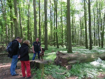 Eine Gruppe von vier Personen erkundet einen grünen Buchenwald mit einem Hund auf einem Baumstamm.