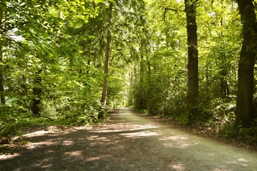 Hofweg Ein breiter, sonnenbeschienener Waldweg von grünen Bäumen gesäumt, führt in einen dichten Wald.