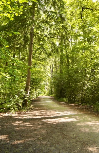 Hofweg Ein breiter, sonnenbeschienener Waldweg von grünen Bäumen gesäumt, führt in einen dichten Wald.