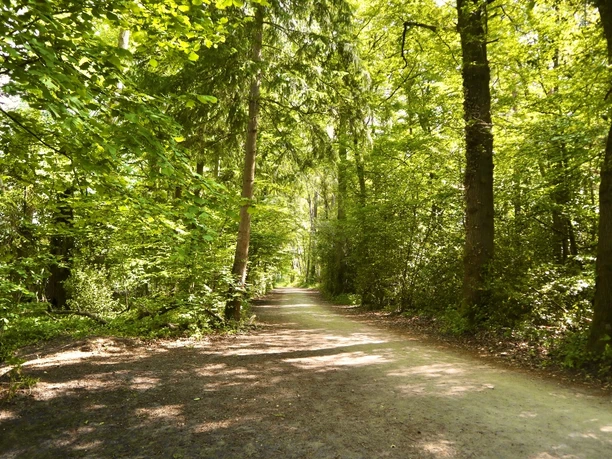 Hofweg Ein breiter, sonnenbeschienener Waldweg von grünen Bäumen gesäumt, führt in einen dichten Wald.