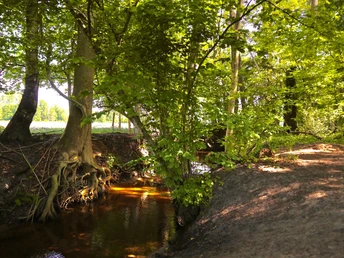 Hofweg | Ölbach Ein schmaler, von Bäumen gesäumter Bach fließt durch einen sonnendurchfluteten Waldweg.