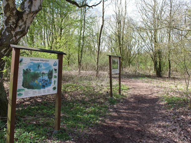 Two information signs along the natural trail through a forested bog with spring vegetation.
