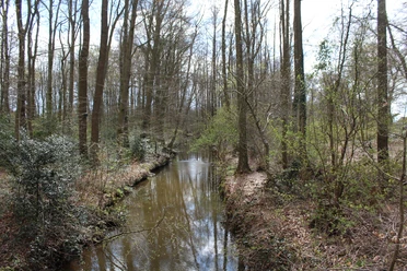 Ein ruhiger, von Bäumen gesäumter Bach in einem lichten Wald, reflektiert den blauen Himmel.