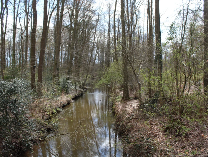 Ein ruhiger, von Bäumen gesäumter Bach in einem lichten Wald, reflektiert den blauen Himmel.