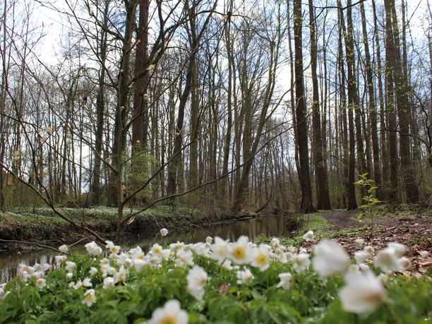 Waldbach im Ellernbruch mit blühenden Buschwindröschen im Vordergrund und hohen, kahlen Bäumen.