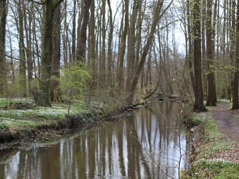 Ellernbruch Ein ruhiger, schmaler Fluss fließt durch einen lichten Laubwald im Frühling mit blühenden Blumen.