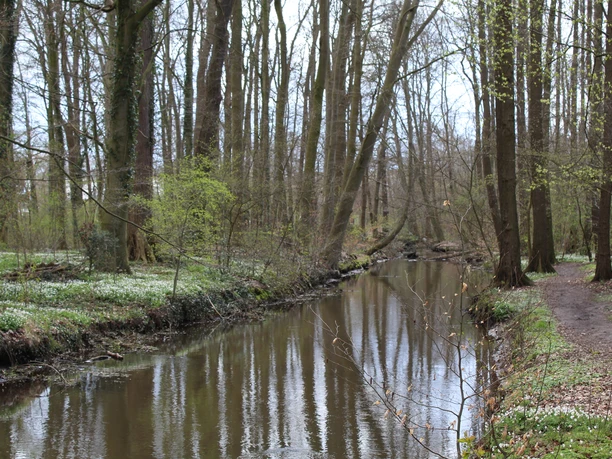 Ellernbruch Ein ruhiger, schmaler Fluss fließt durch einen lichten Laubwald im Frühling mit blühenden Blumen.