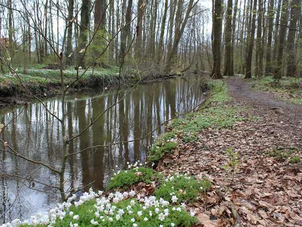 Waldweg am glitzernden Bach im Ellernbruch, umgeben von blühenden Anemonen und stillen Bäumen.